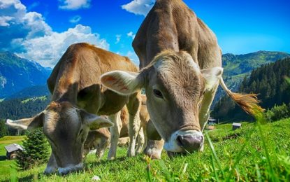 IMA e SEAPA abrem processo seletivo para contratação de 26 profissionais em quatro cidades mineiras