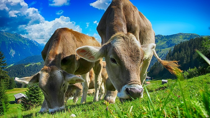 IMA e SEAPA abrem processo seletivo para contratação de 26 profissionais em quatro cidades mineiras