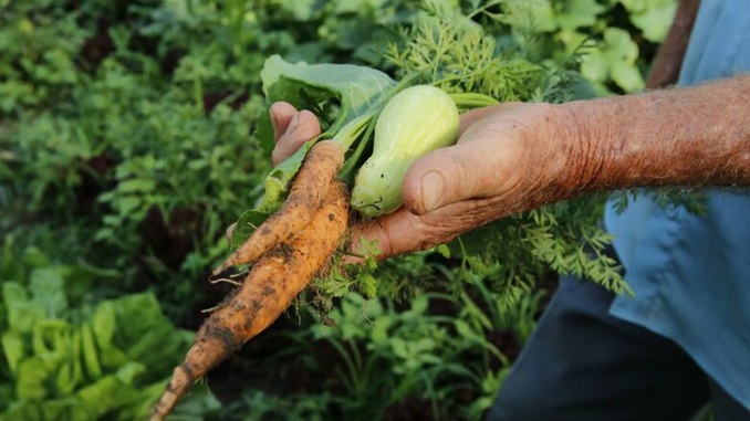 Governo define prazos para acesso ao Seguro Rural e marcação de vistorias