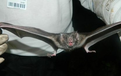 Idosa é infectada e uma criança morre por raiva animal nos últimos três meses, no país