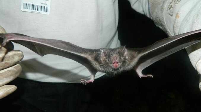 Idosa é infectada e uma criança morre por raiva animal nos últimos três meses, no país