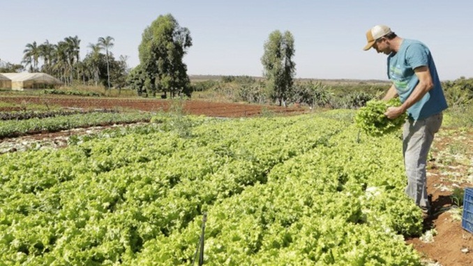 Projeto de socorro a agricultores familiares é aprovado pela Câmara dos Deputados