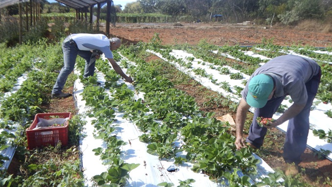 Conab e OCB firmam acordo para beneficiar pequenos agricultores familiares