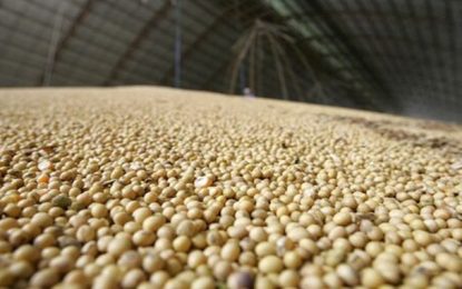 Agricultores mineiros têm até o dia 31 para envio de declaração de conformidade do vazio sanitário da soja