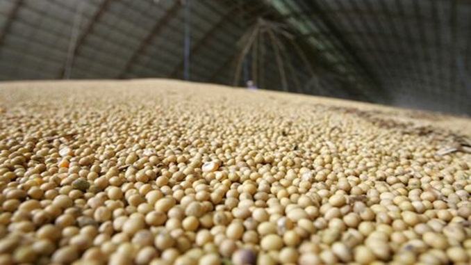 Agricultores mineiros têm até o dia 31 para envio de declaração de conformidade do vazio sanitário da soja