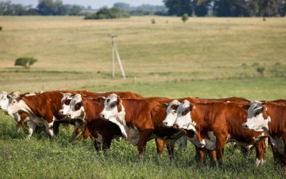 INDICADORES: Semana começa (13) com estabilidade no preço do boi gordo