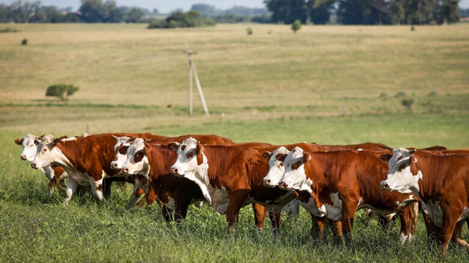 INDICADORES: Semana começa (13) com estabilidade no preço do boi gordo