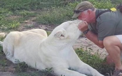 Ambientalista que cuidava de leoas albinas é morto aos 68 anos