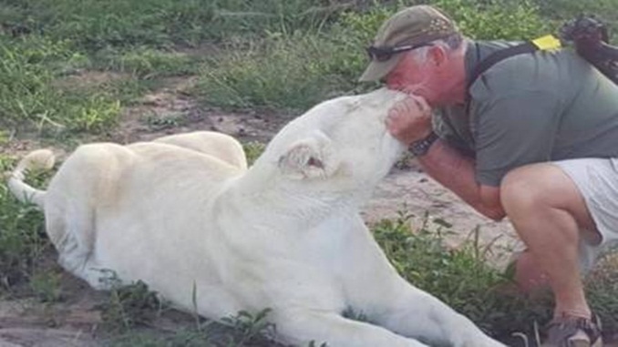 Ambientalista que cuidava de leoas albinas é morto aos 68 anos