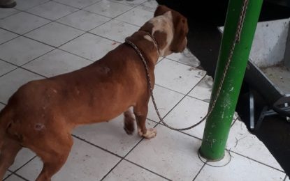 Bombeiros capturam Pitbull que preocupava comunidade da zona rural de São Gonçalo em Conselheiro Lafaiete