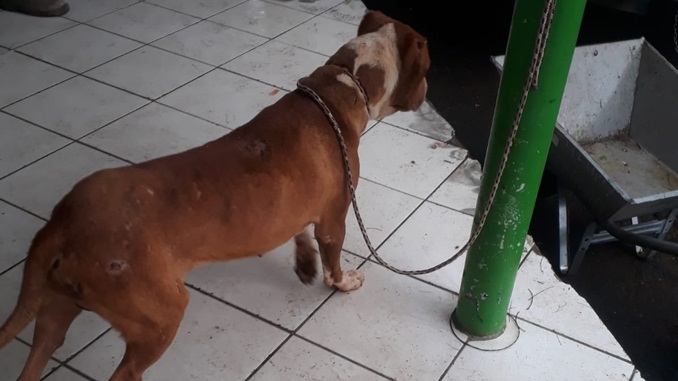 Bombeiros capturam Pitbull que preocupava comunidade da zona rural de São Gonçalo em Conselheiro Lafaiete