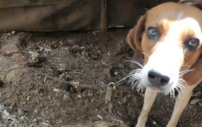 Polícia Militar de Meio Ambiente realiza fiscalização e autua infratores em Prados