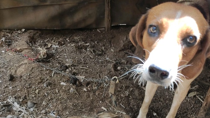 Polícia Militar de Meio Ambiente realiza fiscalização e autua infratores em Prados