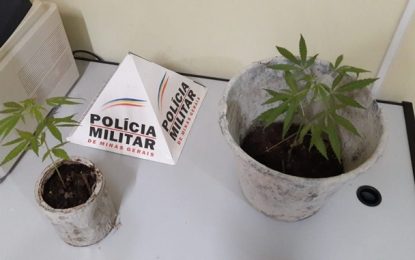 Polícia Militar apreende pés de maconha em Barbacena