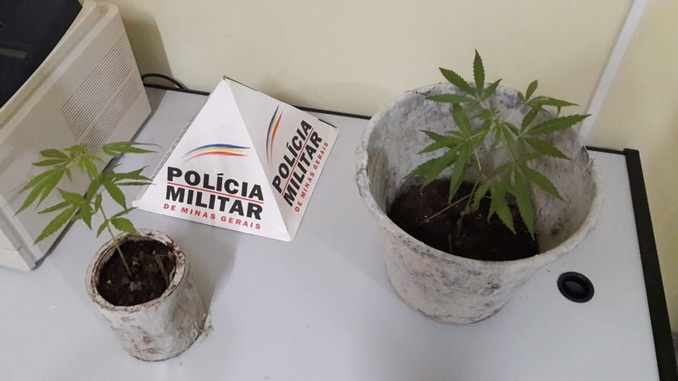 Polícia Militar apreende pés de maconha em Barbacena