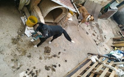 Polícia Militar de Meio Ambiente autua dono de cães por maus tratos, em Andrelândia