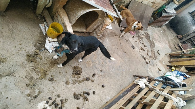 Polícia Militar de Meio Ambiente autua dono de cães por maus tratos, em Andrelândia