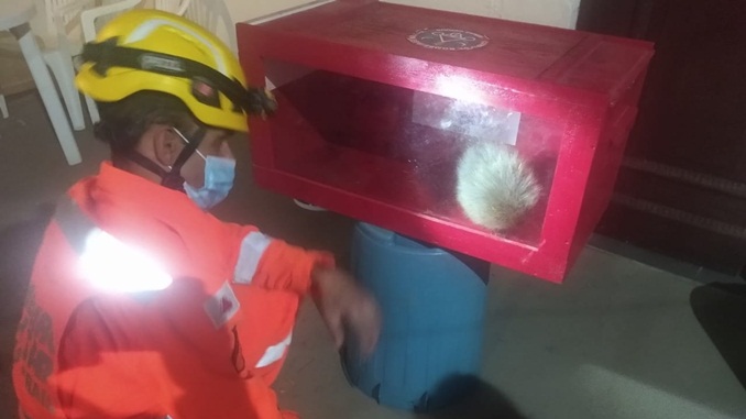 Bombeiros capturam ouriço em residência no bairro da Boa Morte, em Barbacena
