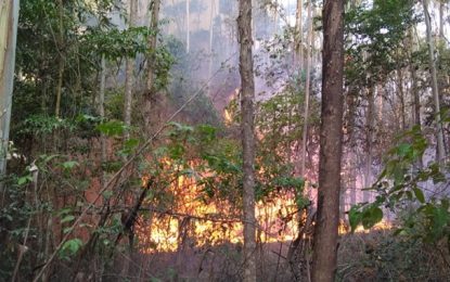 Bombeiros controlam incêndio em plantação de eucaliptos na zona rural de Lagoa Dourada