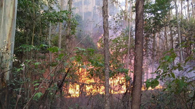 Bombeiros controlam incêndio em plantação de eucaliptos na zona rural de Lagoa Dourada