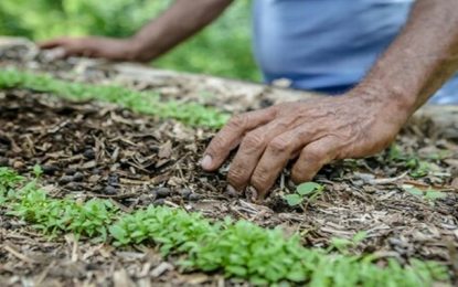 Mais 117 municípios serão beneficiados com os recursos do Programa de Aquisição de Alimentos