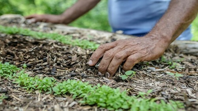 Mais 117 municípios serão beneficiados com os recursos do Programa de Aquisição de Alimentos