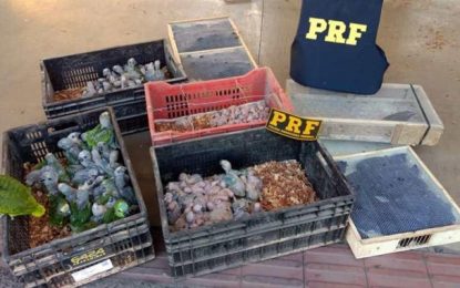 Ação da PRF resulta na apreensão de 200 pássaros em Sete Lagoas