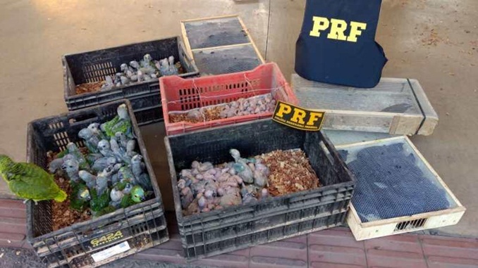 Ação da PRF resulta na apreensão de 200 pássaros em Sete Lagoas