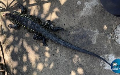 Bombeiros capturam lagarto ferido em residência no bairro Caiçaras, em Barbacena