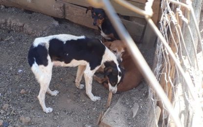 Polícia Militar de Meio Ambiente autua dono de cães por maus tratos, em Capela Nova