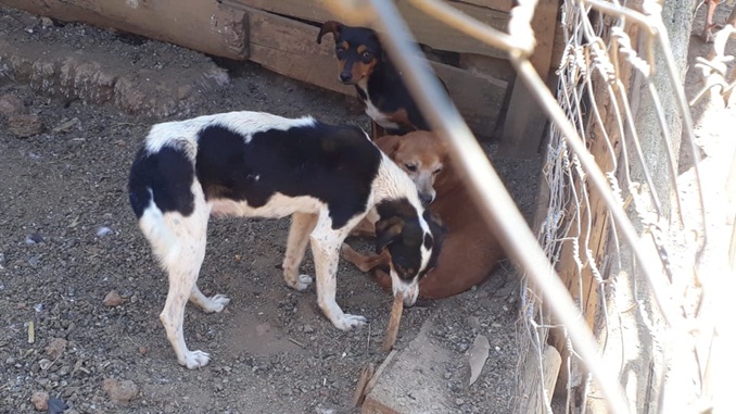Polícia Militar de Meio Ambiente autua dono de cães por maus tratos, em Capela Nova
