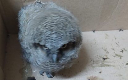 Filhote de “Coruja Buraqueira” é resgatado por Bombeiros no bairro Santa Tereza, em Barbacena