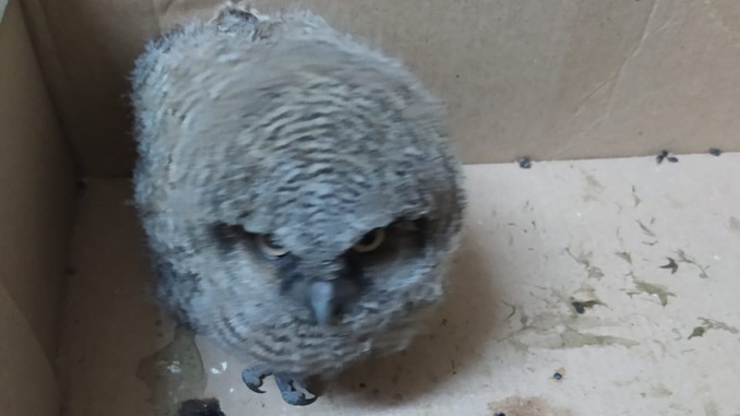 Filhote de “Coruja Buraqueira” é resgatado por Bombeiros no bairro Santa Tereza, em Barbacena