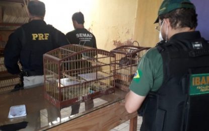 Operação para combater tráfico de animais silvestres é realizada em cidades mineiras