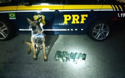 PRF apreende maconha com auxílio de cães farejadores, em São Gonçalo do Sapucaí (MG)