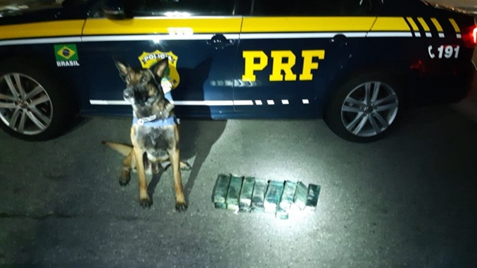 PRF apreende maconha com auxílio de cães farejadores, em São Gonçalo do Sapucaí (MG)