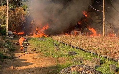 Incêndio em vegetação destrói oito milhões de mudas e vinte mil bandejas