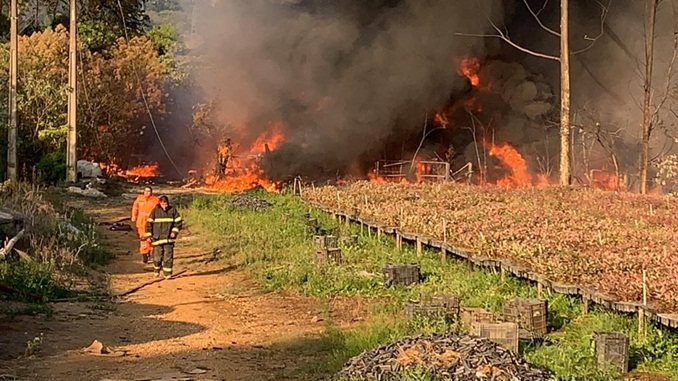 Incêndio em vegetação destrói oito milhões de mudas e vinte mil bandejas