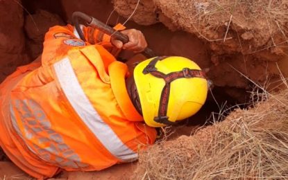 Bombeiros resgatam Lobo Guará escondido em toca