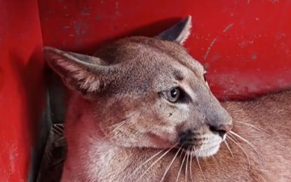 Bombeiros capturam “Onça Parda” em quintal de residência