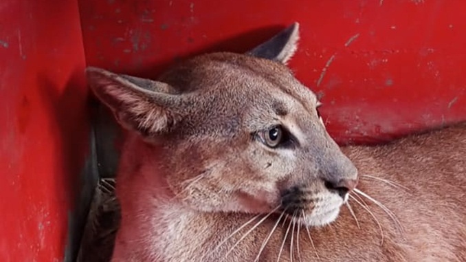 Bombeiros capturam “Onça Parda” em quintal de residência