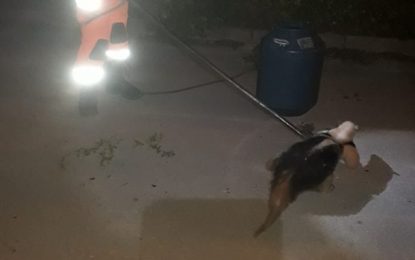 Bombeiros resgatam Tamanduá na Colônia do Marçal, em São João Del Rei