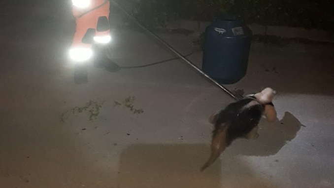 Bombeiros resgatam Tamanduá na Colônia do Marçal, em São João Del Rei