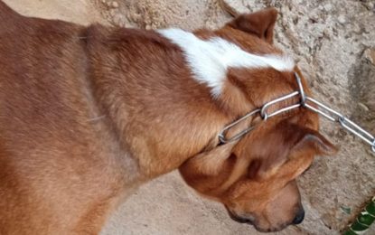 Polícia Militar de Meio Ambiente prende autor de maus tratos, em Barbacena