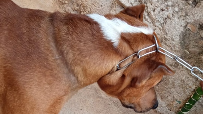 Polícia Militar de Meio Ambiente prende autor de maus tratos, em Barbacena