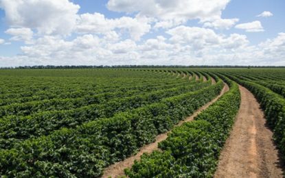 INDICADORES: Café arábica em baixa nesta quinta-feira (29)