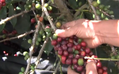 Agronegócio mineiro registra alta superior a 9% nas exportações