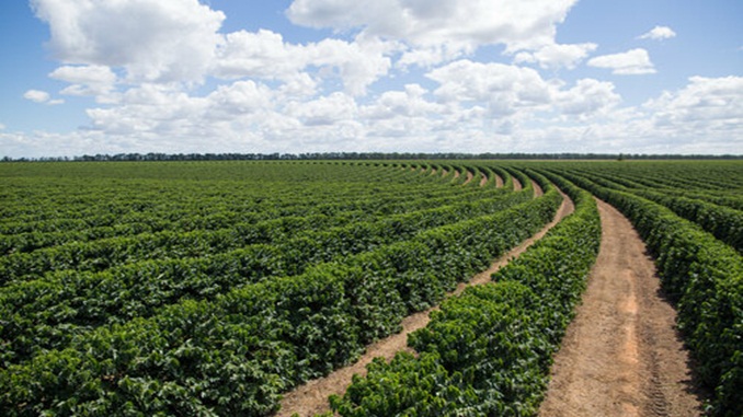 INDICADORES: Café arábica em baixa nesta quinta-feira (29)