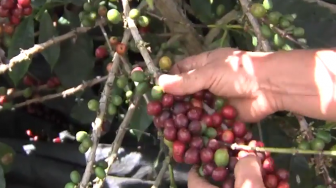 Agronegócio mineiro registra alta superior a 9% nas exportações