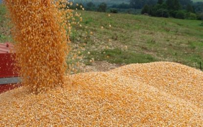 Atual safra de grãos no estado tem expectativa de mais de R$ 15 milhões de toneladas